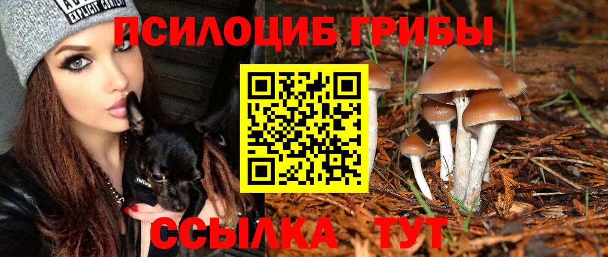 Галлюциногенные грибы Psilocybine cubensis Бийск